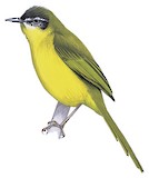 Wedge-tailed Jery Illustration