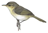 Cryptic Warbler Illustration