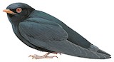 African River Martin Illustration