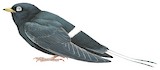 White-eyed River Martin Illustration