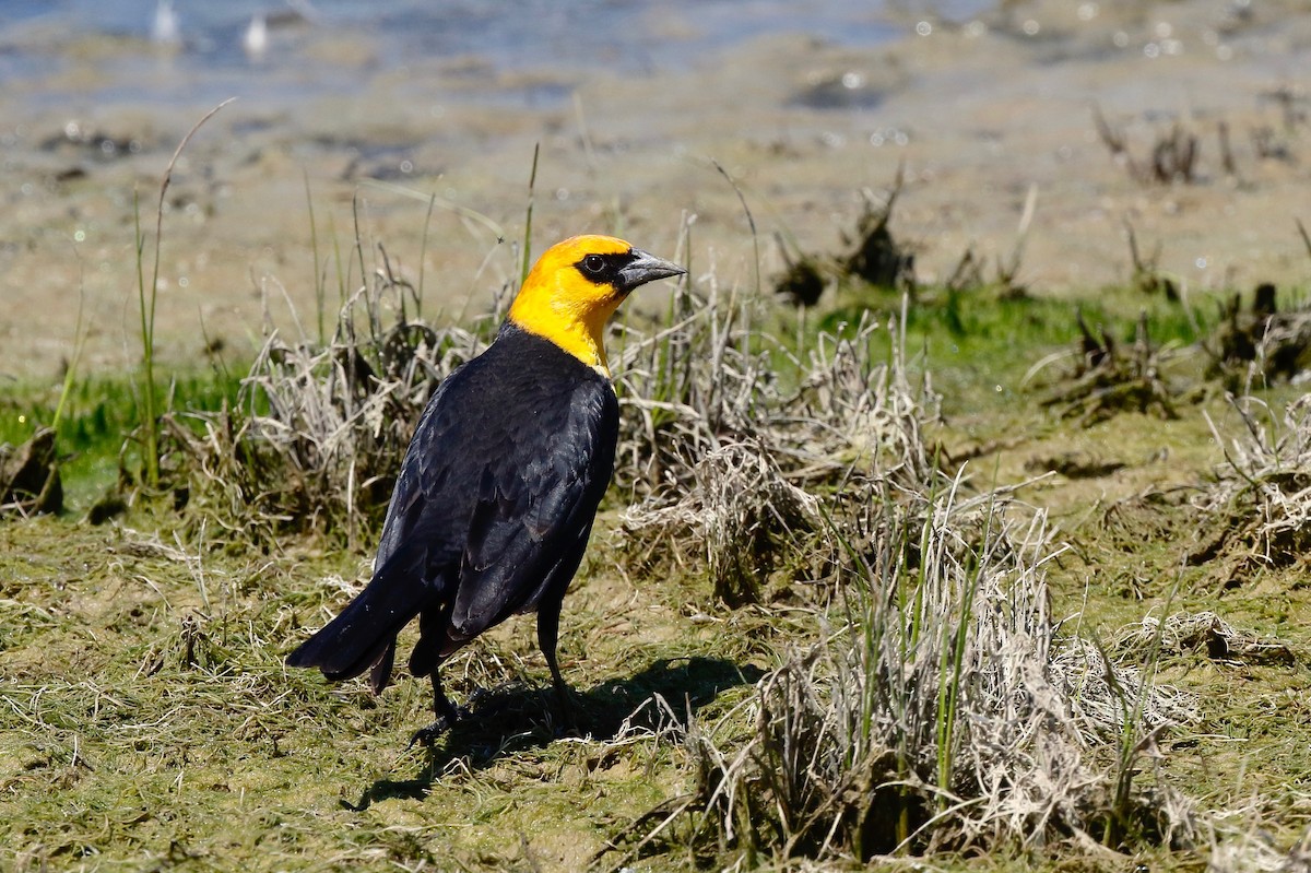Yellow-headed Blackbird - Timo Mitzen