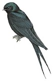 Fanti Saw-wing Illustration