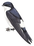 Western House Martin Illustration