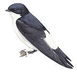 Siberian House Martin Illustration