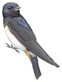 Red Sea Cliff Swallow Illustration