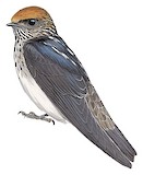 Streak-throated Swallow Illustration