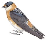 Chestnut-collared Swallow Illustration