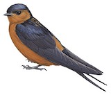 Rufous-bellied Swallow Illustration