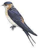 West African Swallow Illustration