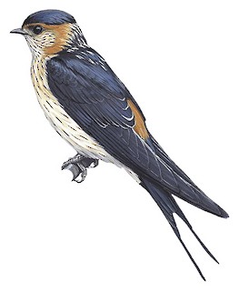Illustrations - Swallow - daurica - Birds the World