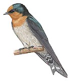 Hill Swallow Illustration