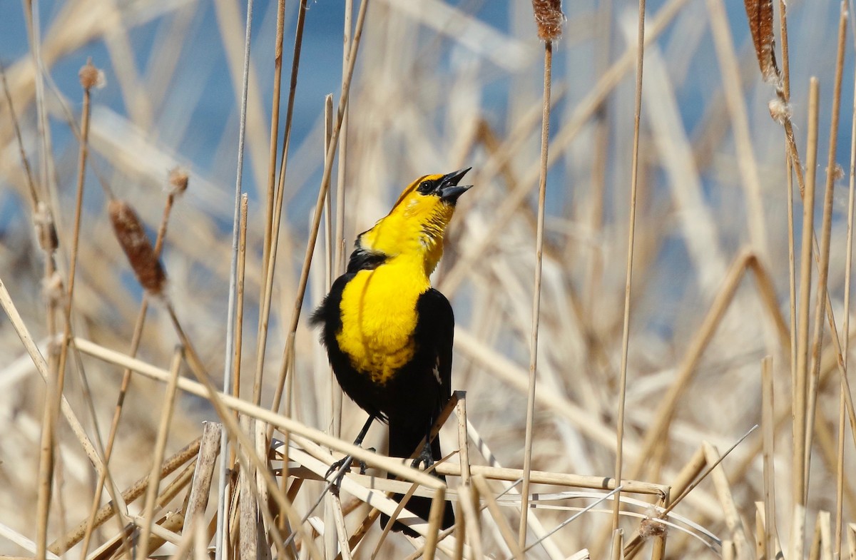 Yellow-headed Blackbird - Timo Mitzen