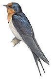 Welcome Swallow Illustration