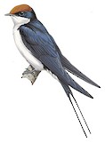 Wire-tailed Swallow Illustration