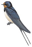 Barn Swallow Illustration