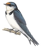 Ethiopian Swallow Illustration