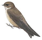 Eurasian Crag Martin Illustration