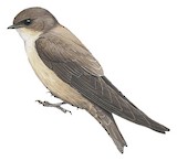 Pale Crag Martin Illustration