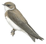 Sand Martin Illustration