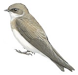 Pale Martin Illustration