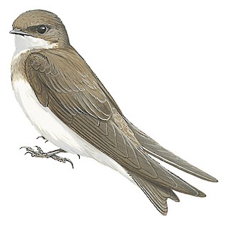 Riparia diluta tibetana