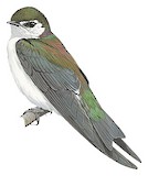 Violet-green Swallow Illustration