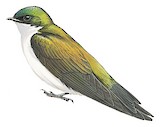 Golden Swallow Illustration