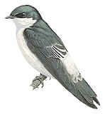 Tumbes Swallow Illustration