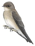 Northern Rough-winged Swallow Illustration