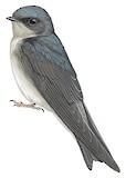 Andean Swallow Illustration