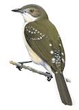 Spotted Greenbul Illustration