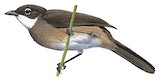 Simple Greenbul Illustration