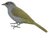 Black-browed Greenbul Illustration