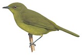 Cameroon Greenbul Illustration