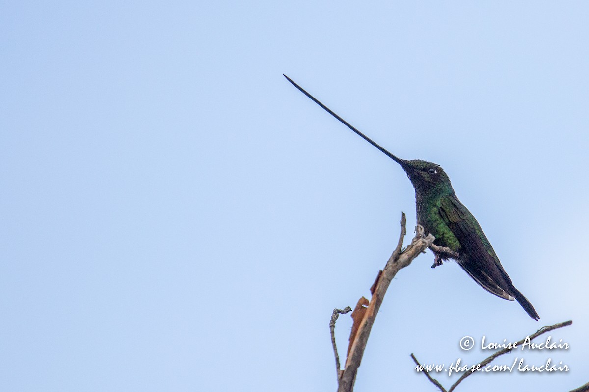 Sword-billed Hummingbird - Louise Auclair