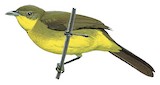 Xavier's Greenbul Illustration