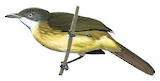 White-throated Greenbul Illustration