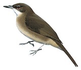 Terrestrial Brownbul Illustration