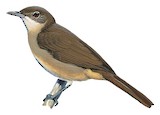 Northern Brownbul Illustration