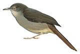 Grey-olive Greenbul Illustration