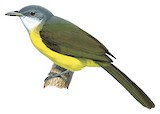 Grey-headed Greenbul Illustration