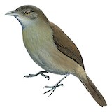 Baumann's Olive Greenbul Illustration