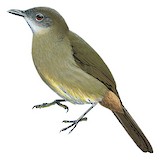 Cameroon Olive Greenbul Illustration