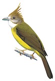 White-throated Bulbul Illustration