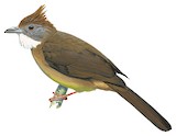 Ochraceous Bulbul Illustration