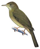 Olive Bulbul Illustration