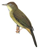 Grey-eyed Bulbul Illustration