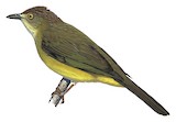 Sulphur-bellied Bulbul Illustration