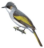 Ashy Bulbul Illustration