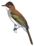 Chestnut Bulbul Illustration